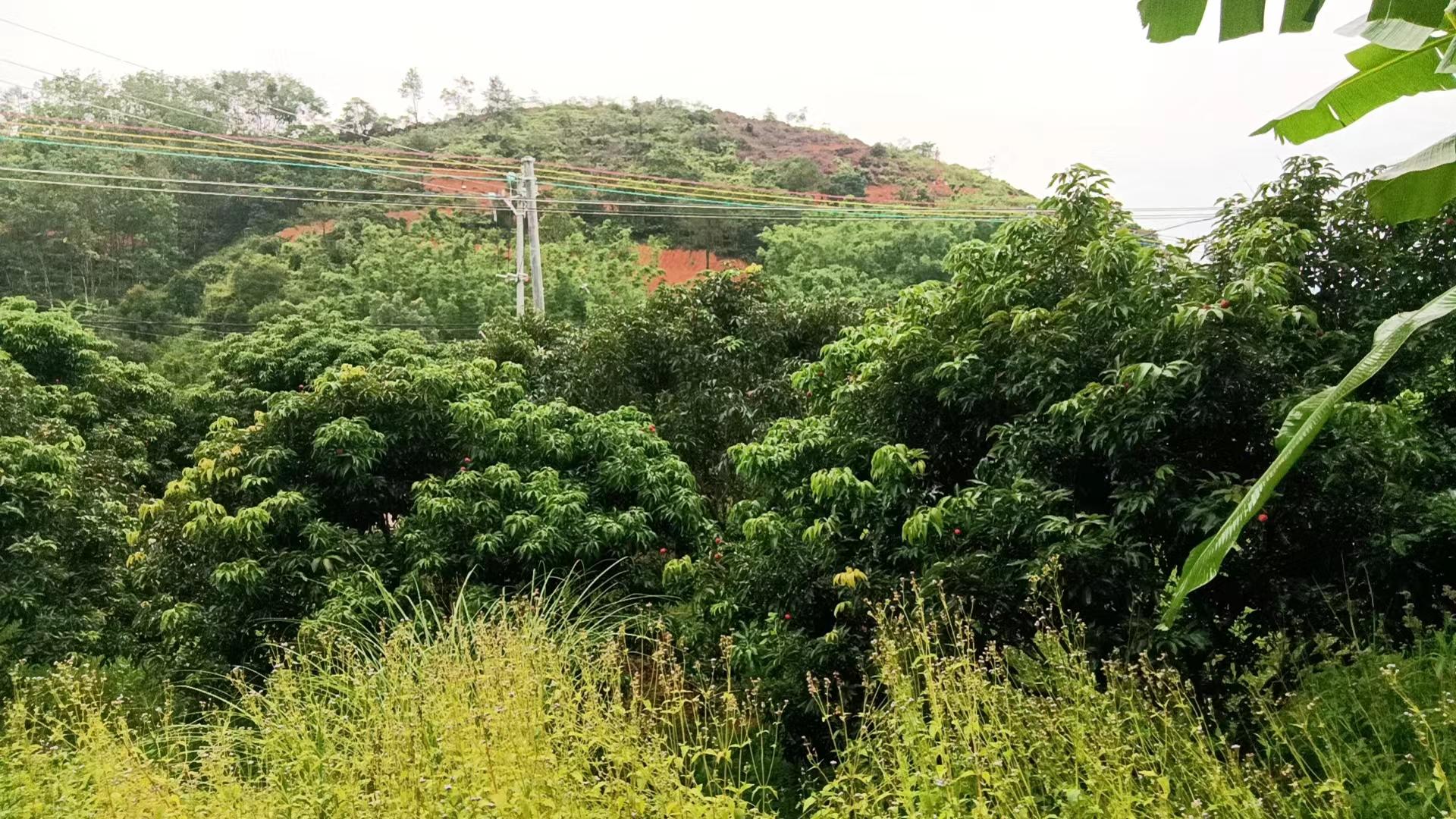 广东农村土地新政策引领农业现代化与乡村振兴新篇章