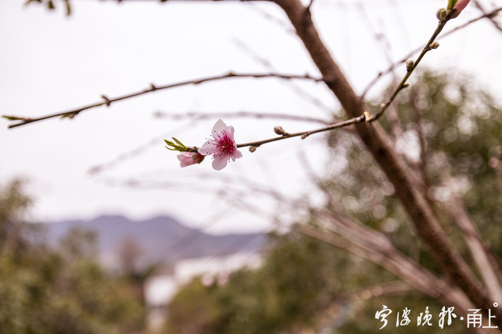 几叶风兼雨