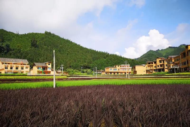 高峰村繁荣和谐蓝图，最新发展规划揭秘